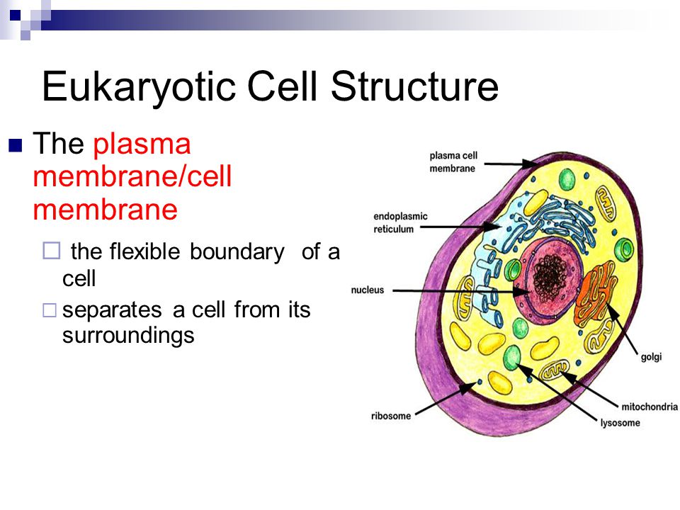 Cell structures prokaryotic eukaryotic cells